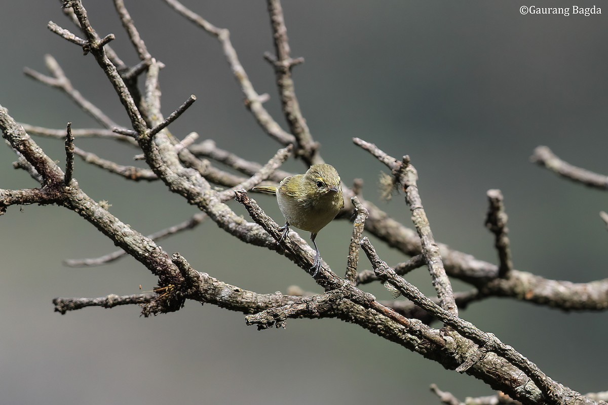 Yellow-browed Tit - ML484550231