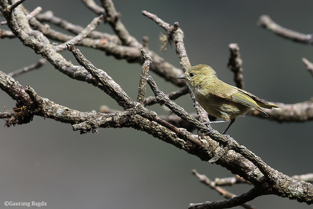 Yellow-browed Tit - ML484550241