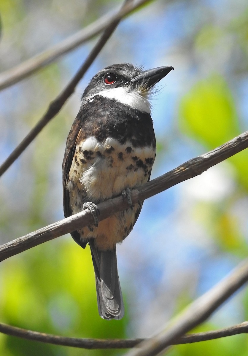 Sooty-capped Puffbird - ML484551221