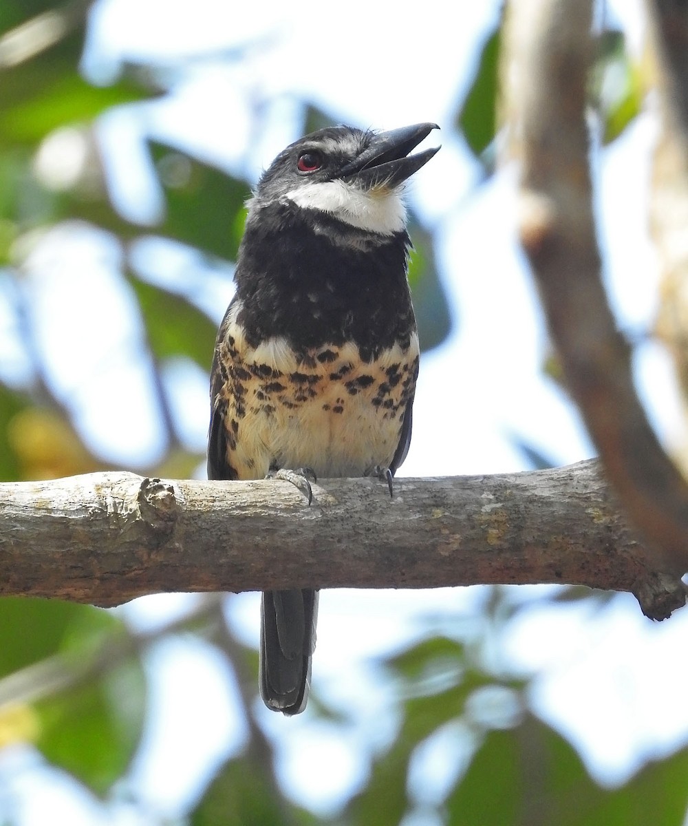 Sooty-capped Puffbird - ML484551231
