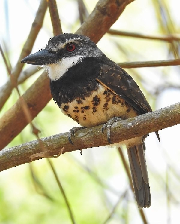 Sooty-capped Puffbird - ML484551261