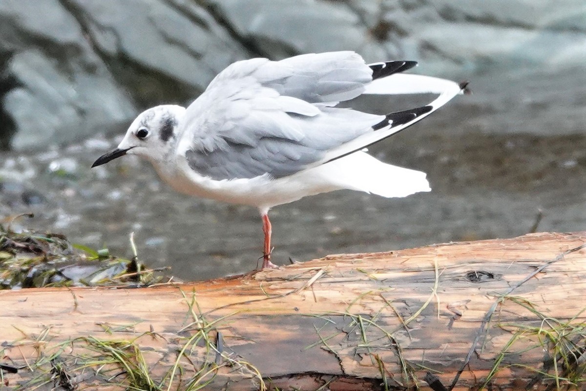 Bonaparte's Gull - ML484551861