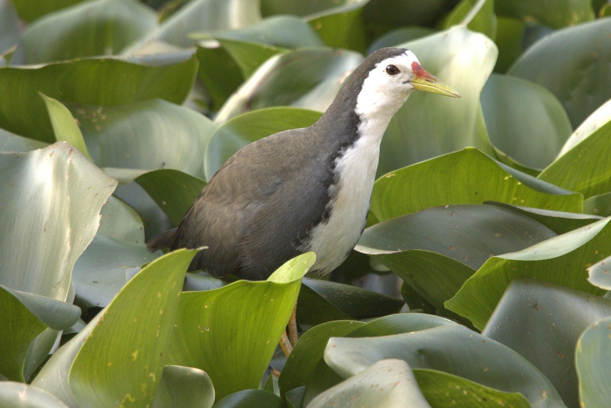 White-breasted Waterhen - ML484552151