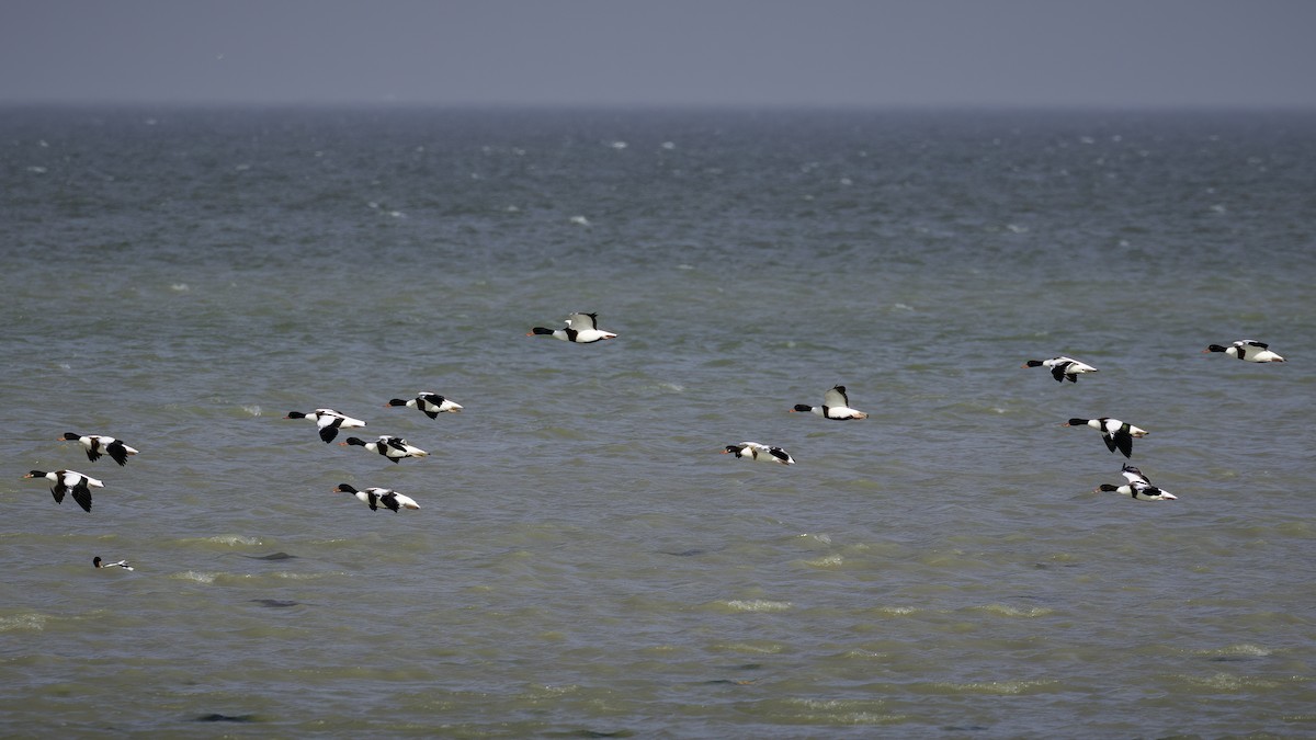 Common Shelduck - ML484552321