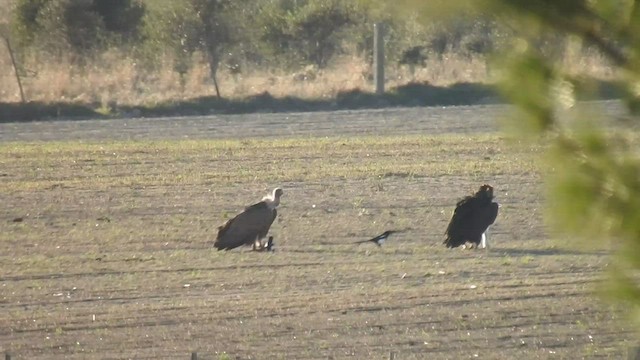 Cinereous Vulture - ML484553321