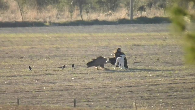 Cinereous Vulture - ML484553341