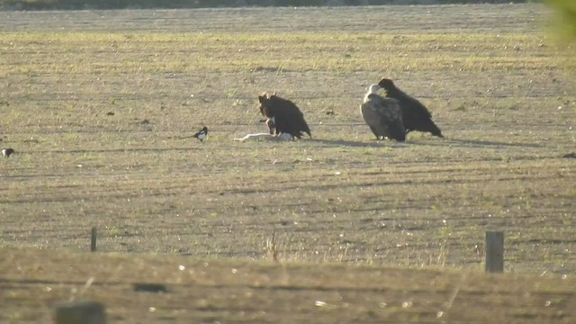 Cinereous Vulture - ML484553511