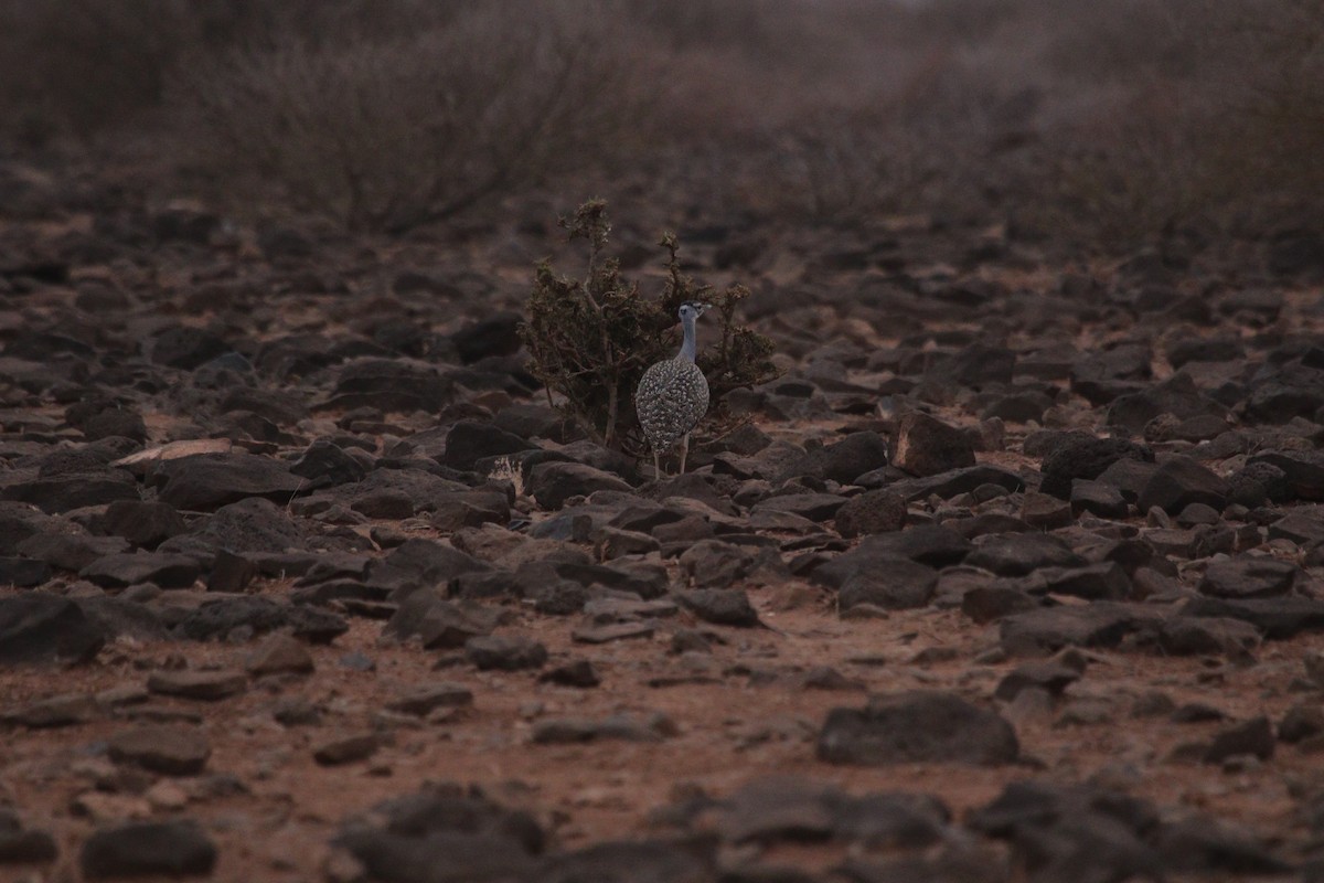 Heuglin's Bustard - ML484553891