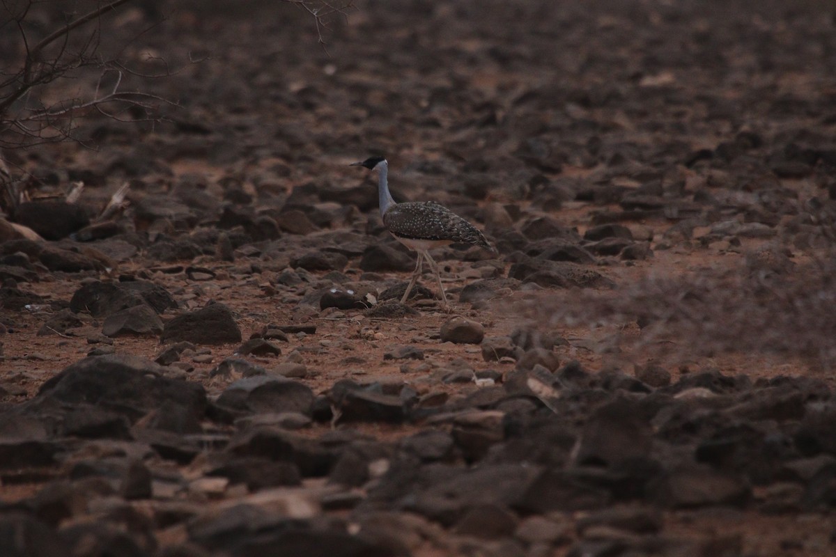 Heuglin's Bustard - ML484553921