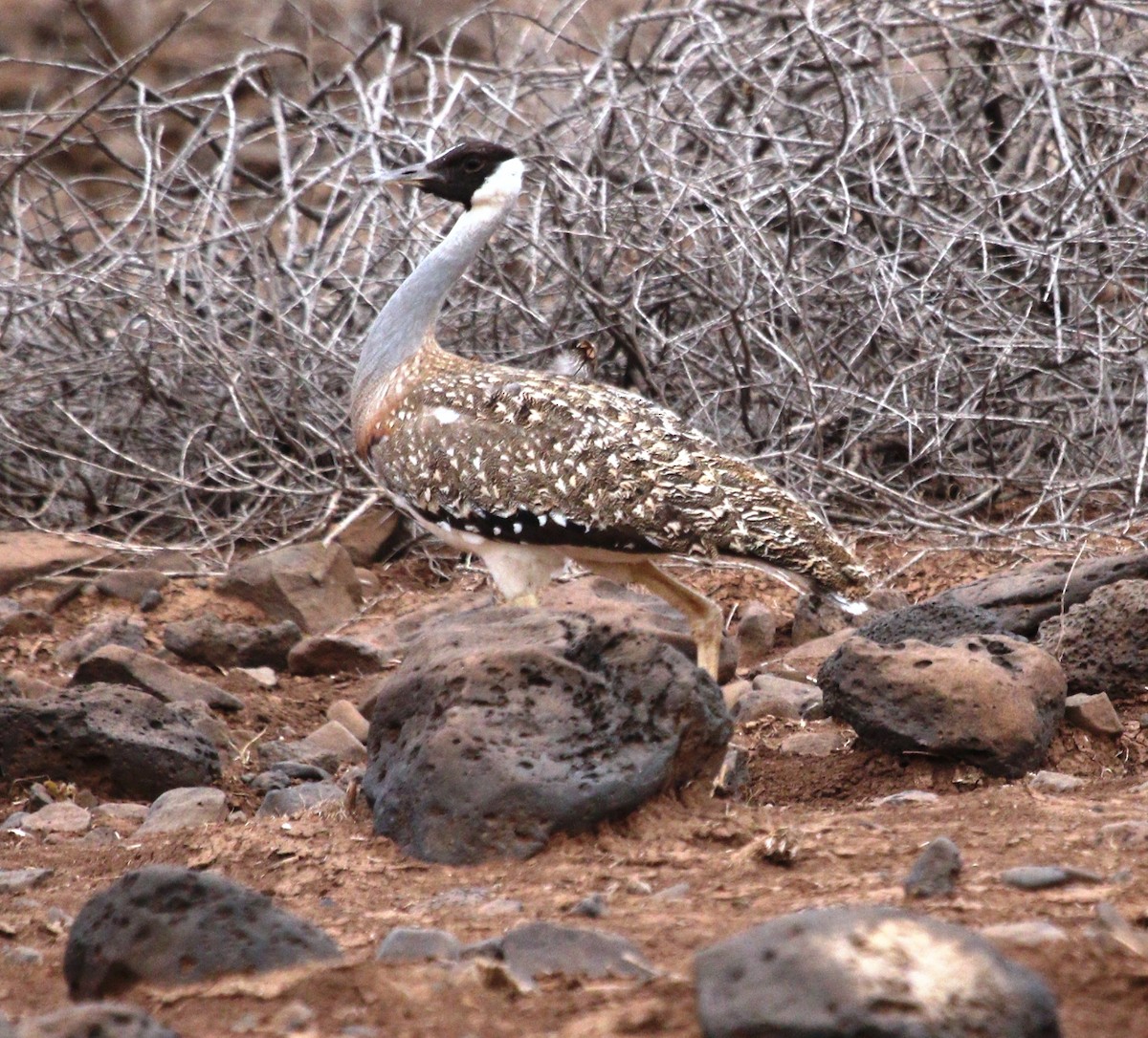 Heuglin's Bustard - ML484554181