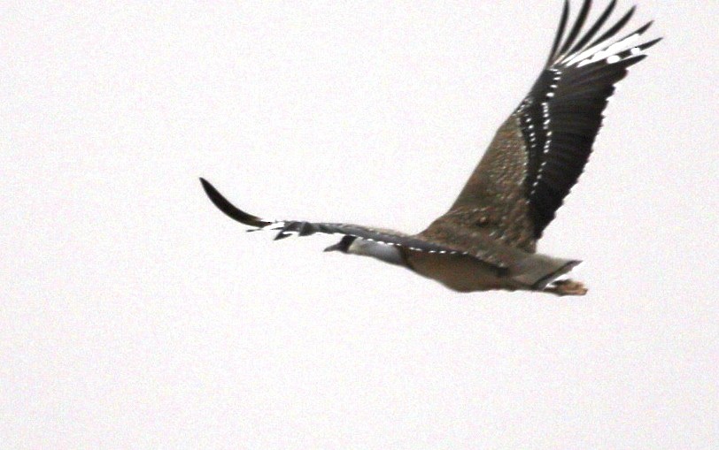 Heuglin's Bustard - ML484554191