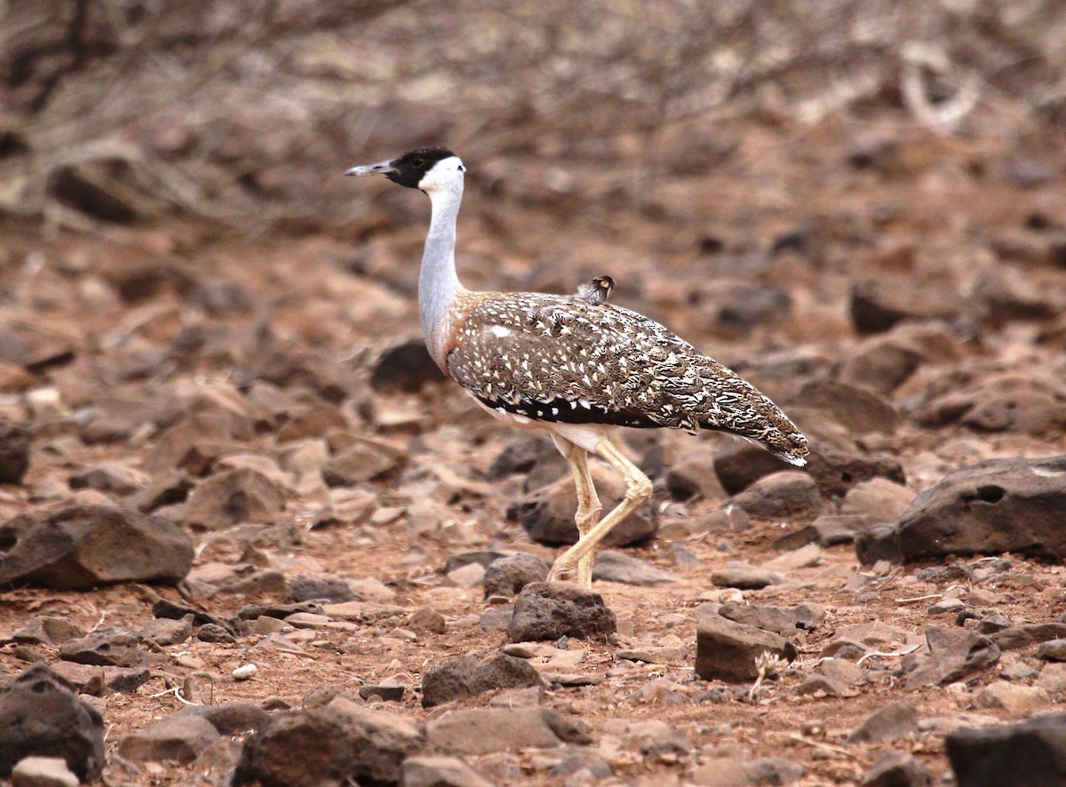 Heuglin's Bustard - ML484554341