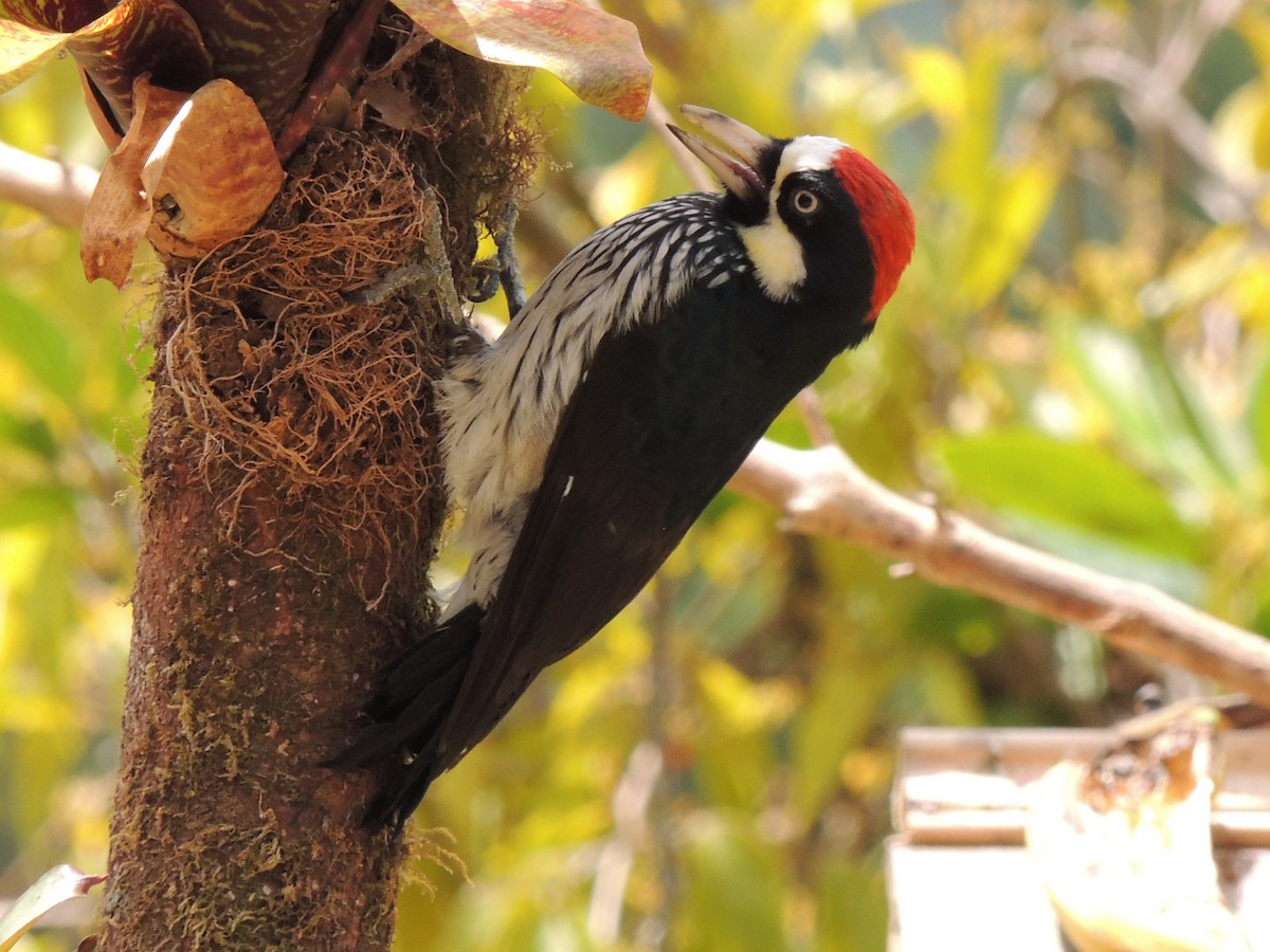 Acorn Woodpecker - ML484555131