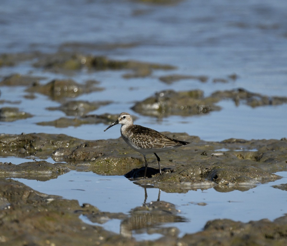 Piovanello comune - ML484555181