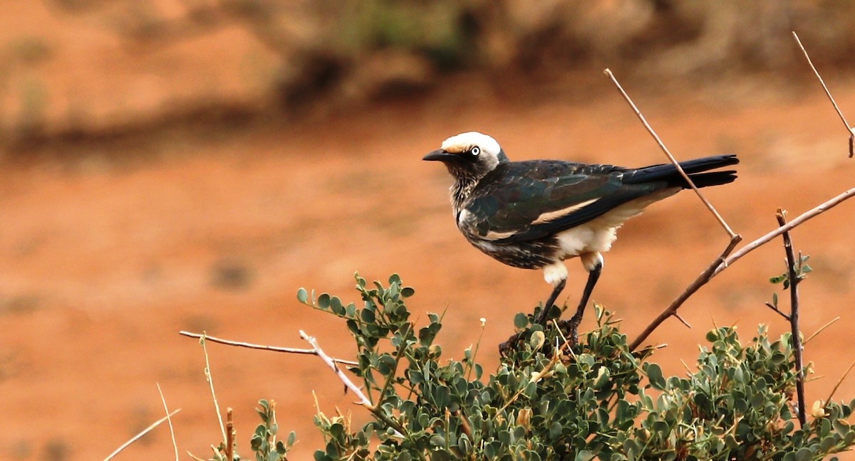 White-crowned Starling - ML484555221