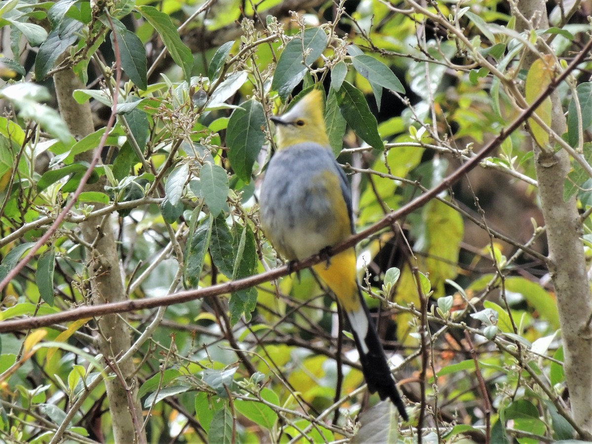 Long-tailed Silky-flycatcher - ML484555251