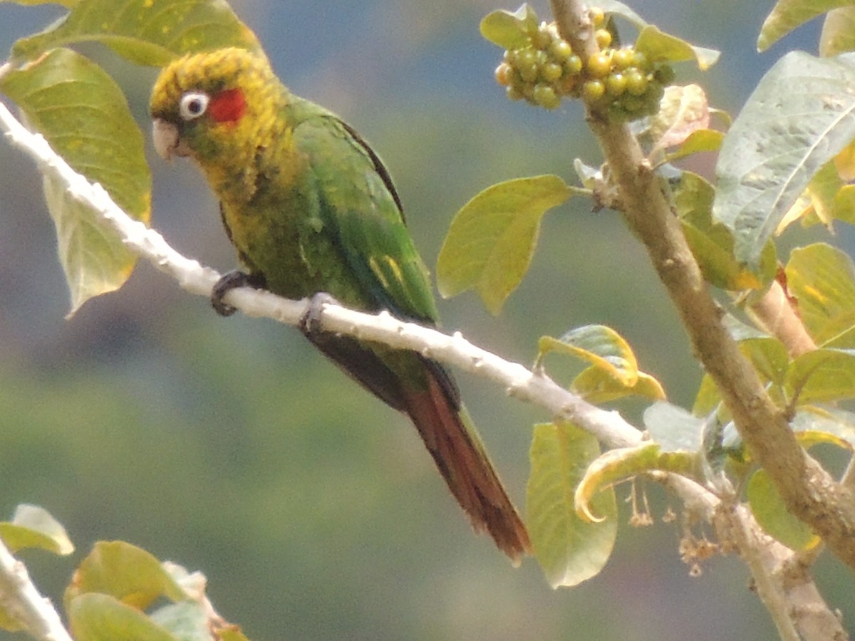 Sulphur-winged Parakeet - Mark Easterbrook