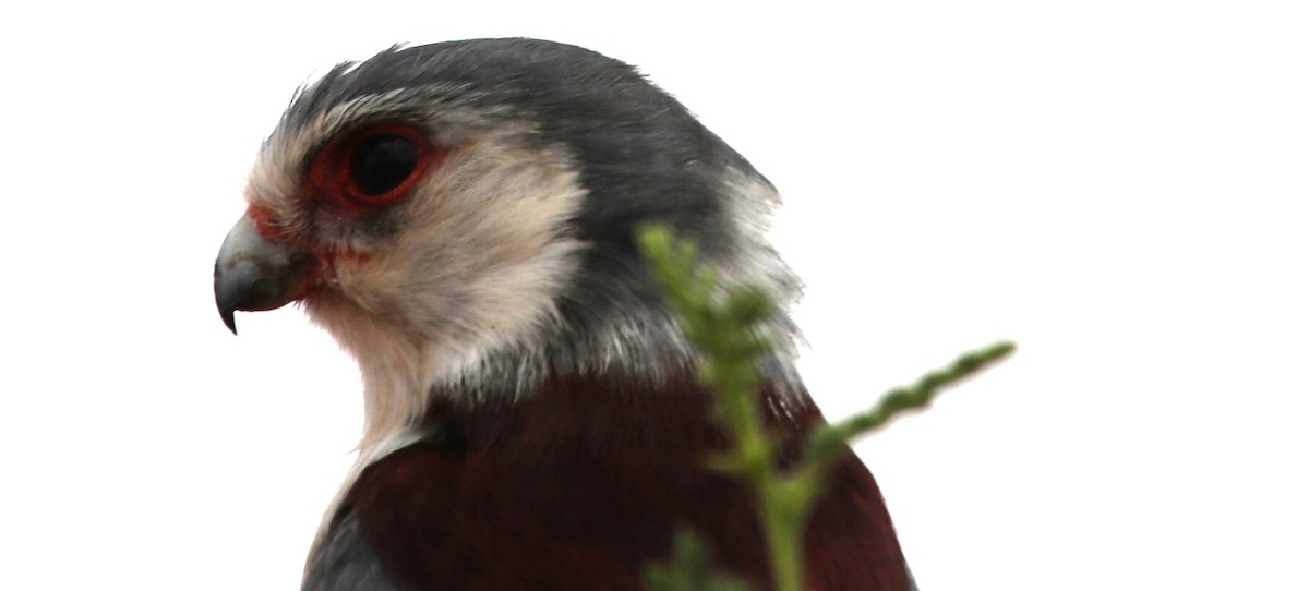 Pygmy Falcon - ML484555571