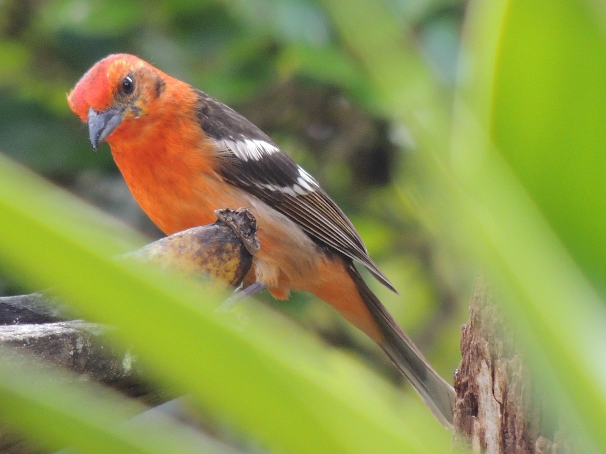 Flame-colored Tanager - ML484555631