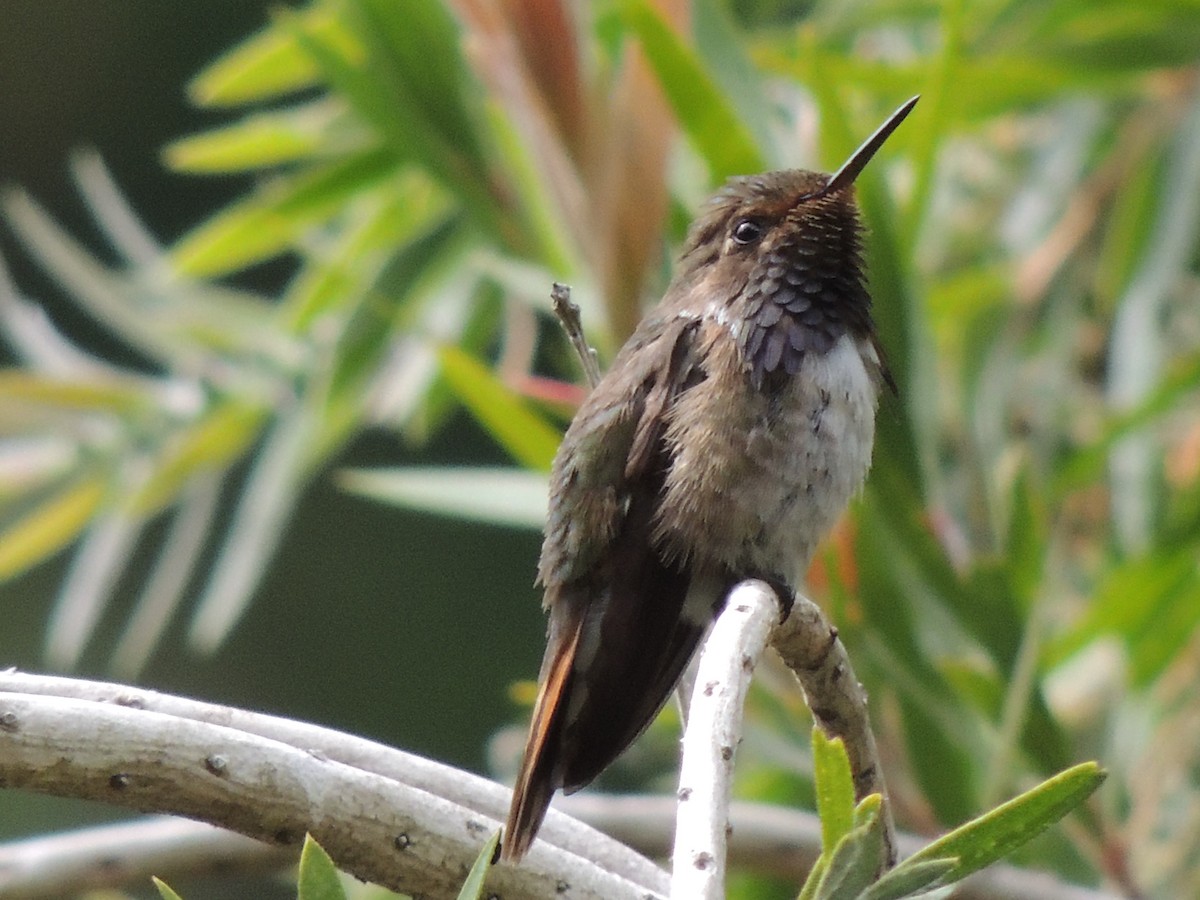 Colibrí Volcanero - ML484556441