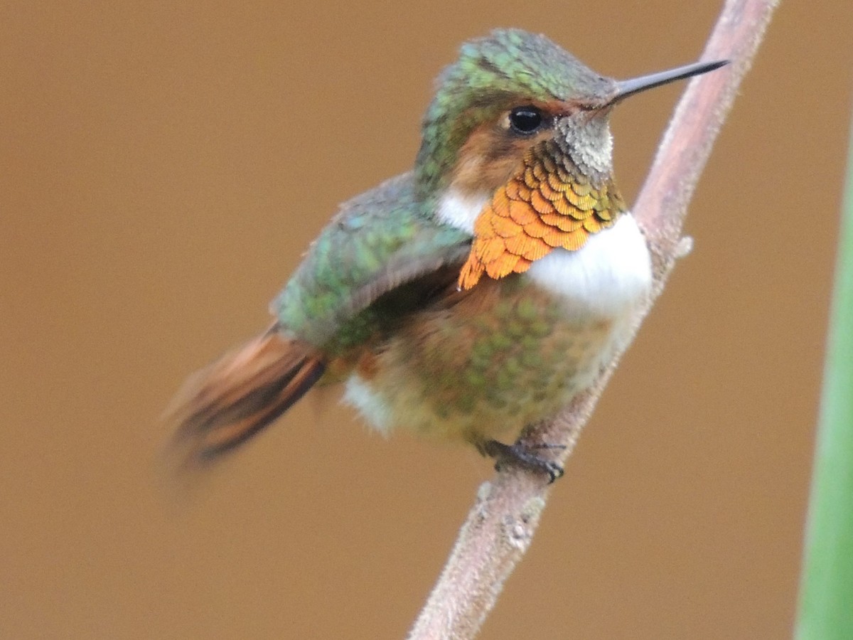 Scintillant Hummingbird - ML484556461