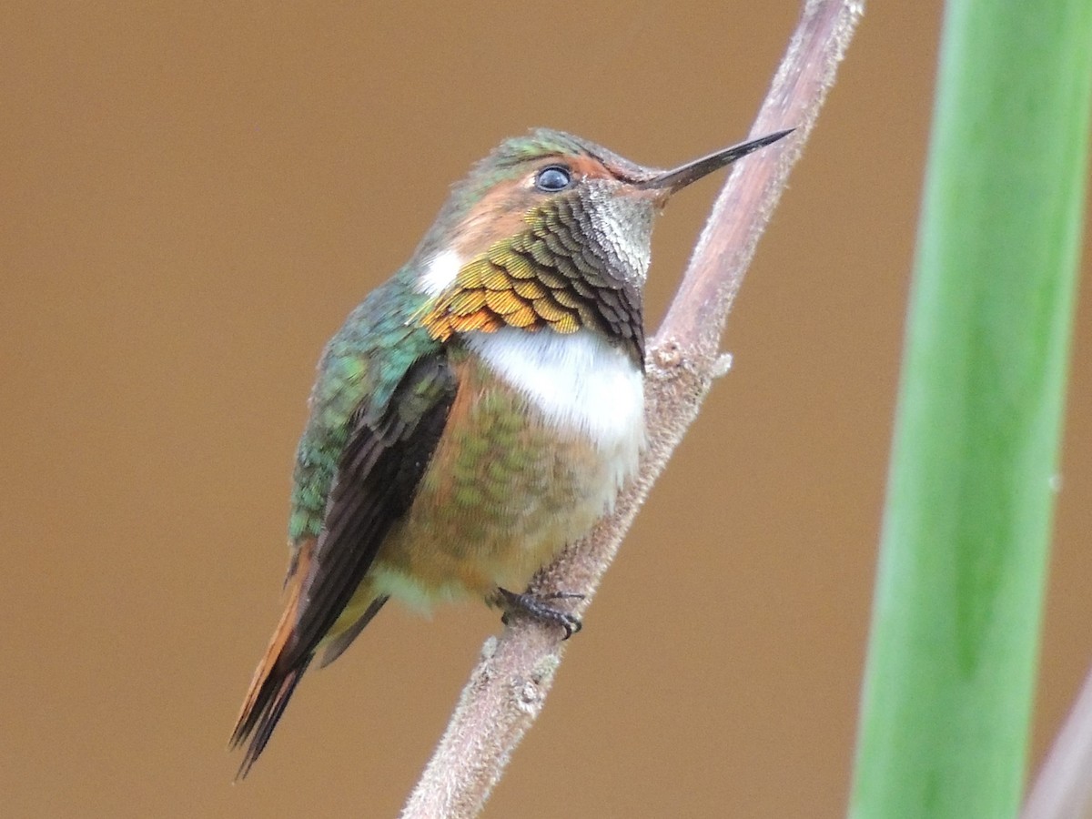 Scintillant Hummingbird - ML484556481