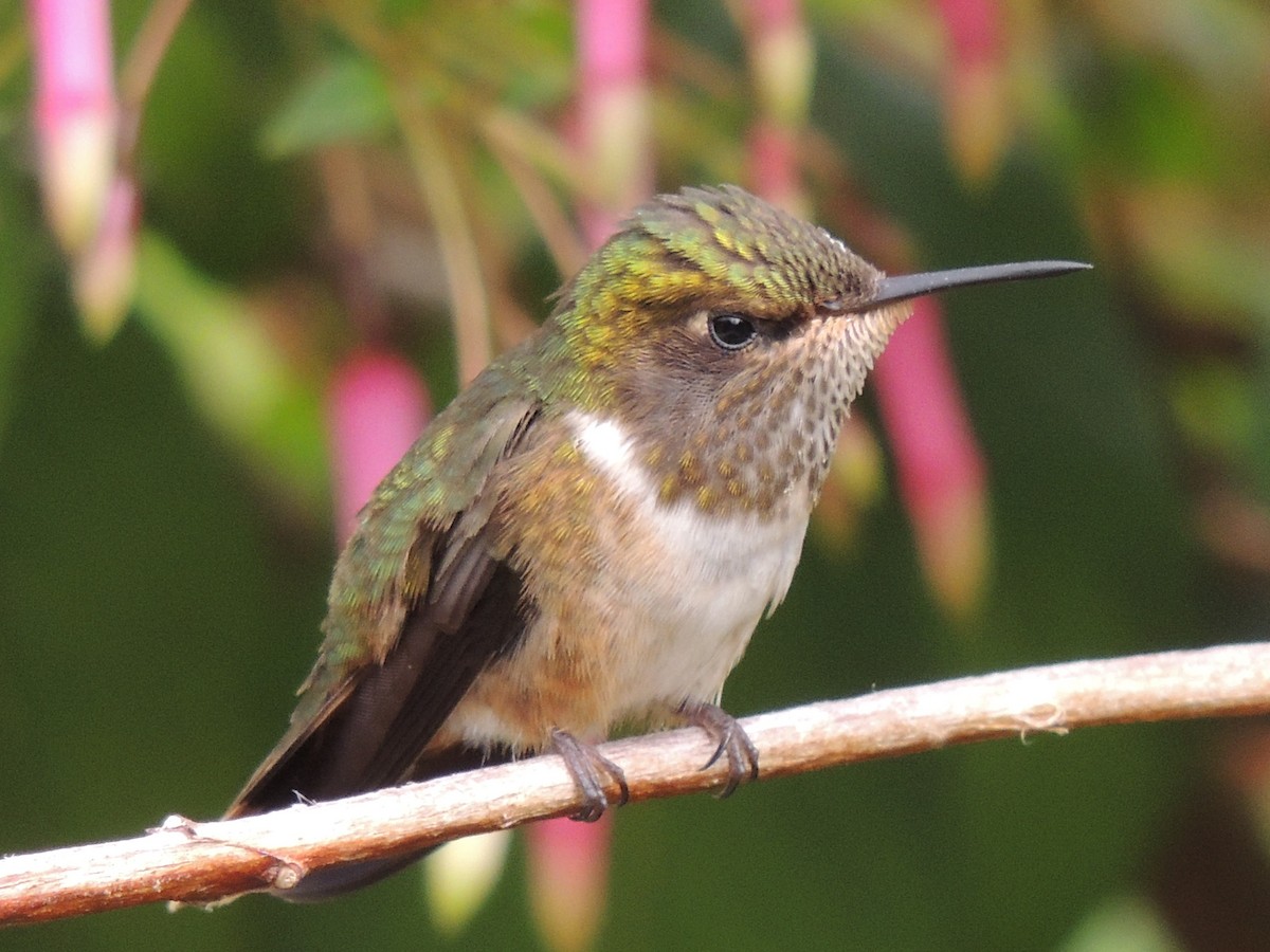 Scintillant Hummingbird - ML484556491