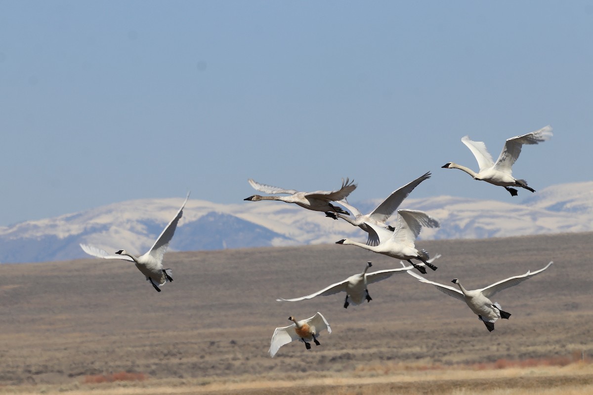 Trumpeter Swan - Hamoud Z.