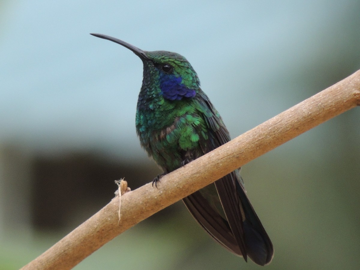 Colibrí Oreja Violeta Menor - ML484556721