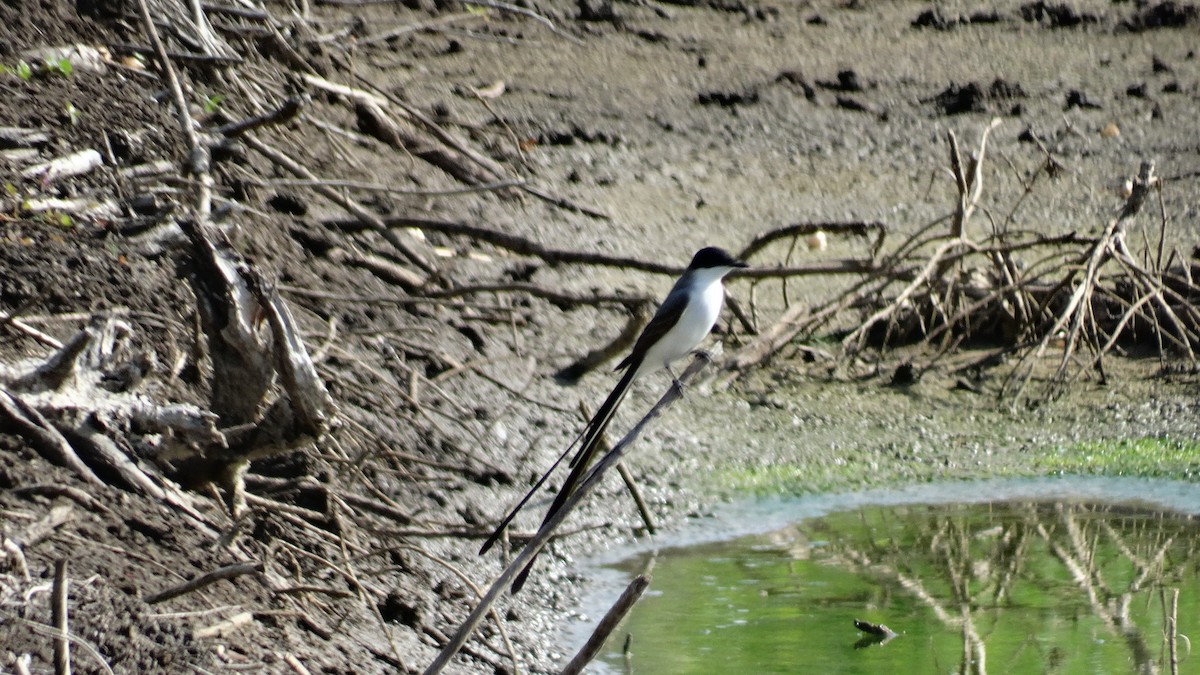 Fork-tailed Flycatcher - ML484556881