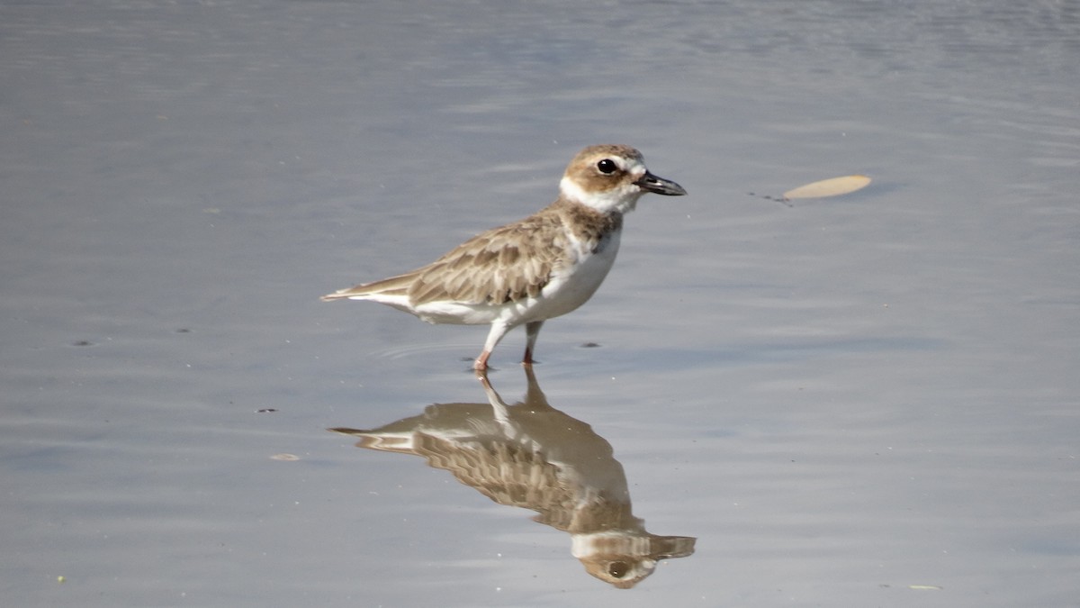 Wilson's Plover - ML484556921