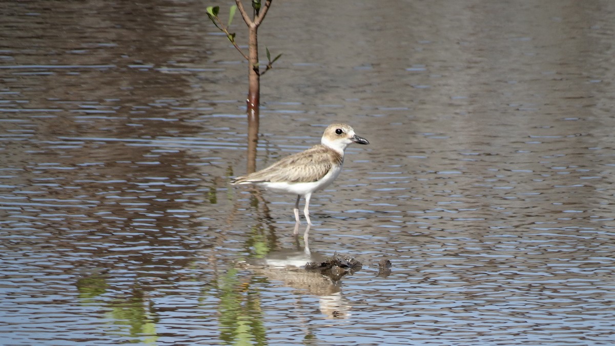 Wilson's Plover - ML484556991