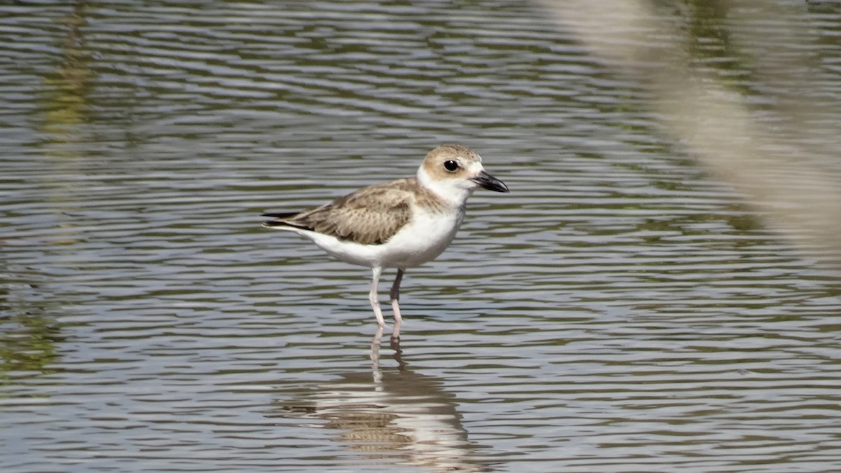 Wilson's Plover - ML484557001