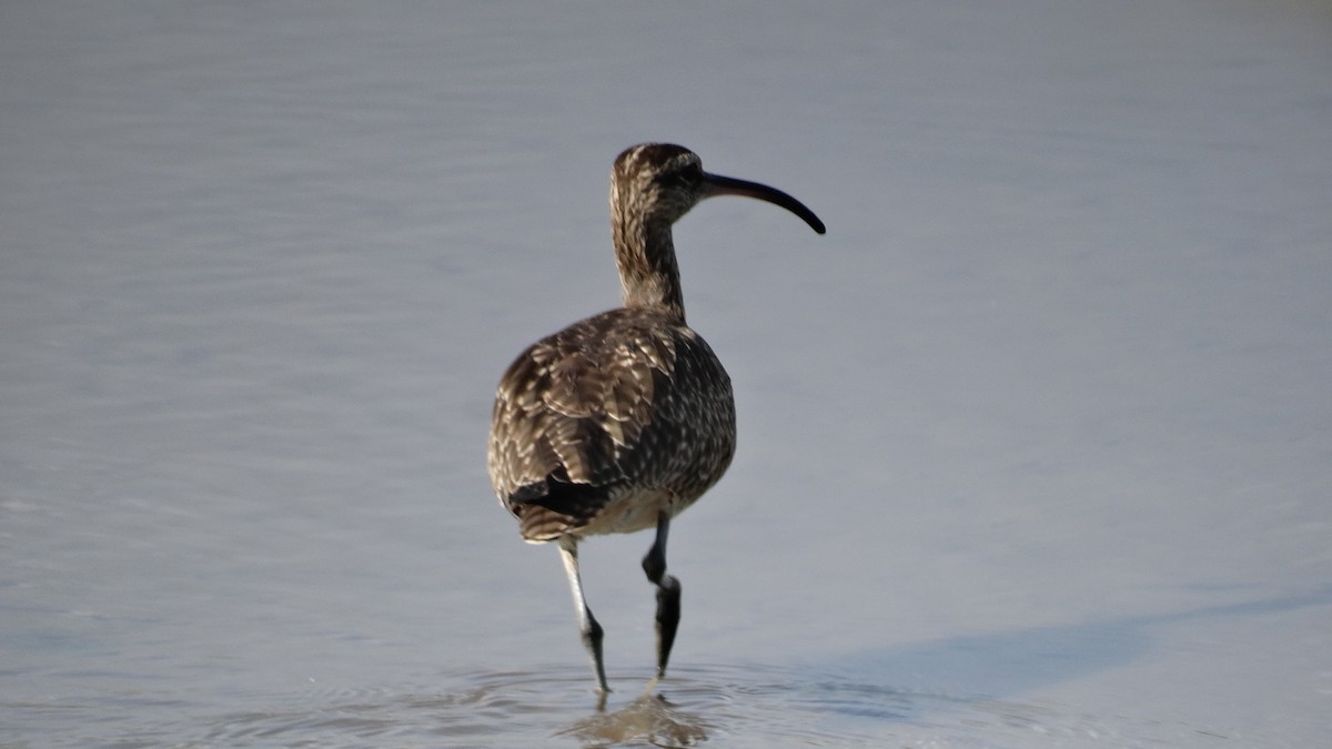 Whimbrel (Hudsonian) - ML484557131