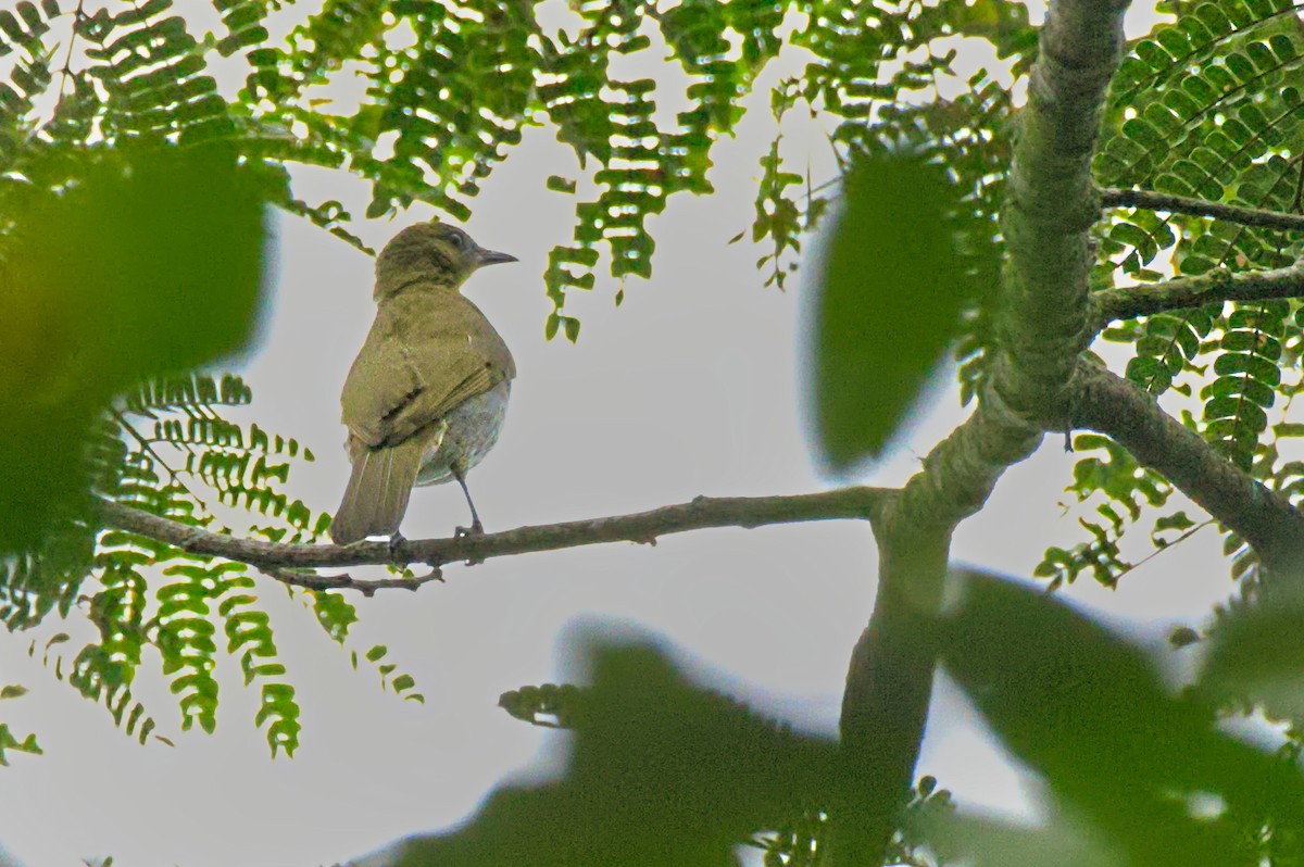 Yellow-necked Greenbul - Michael Zieger