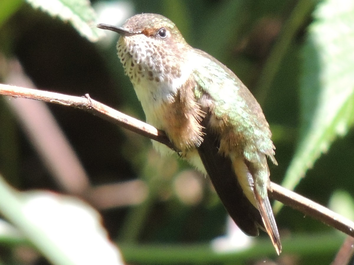 Scintillant Hummingbird - ML484557741