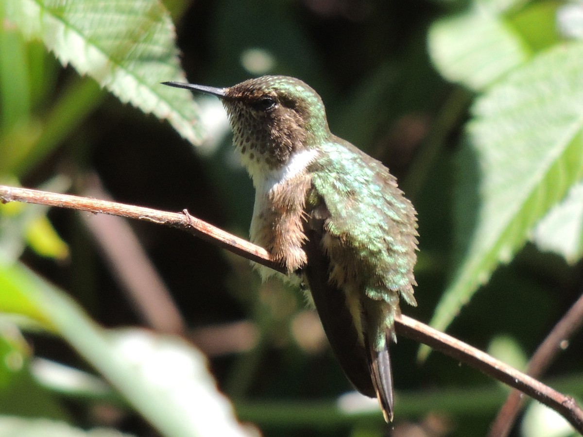 Scintillant Hummingbird - ML484557751