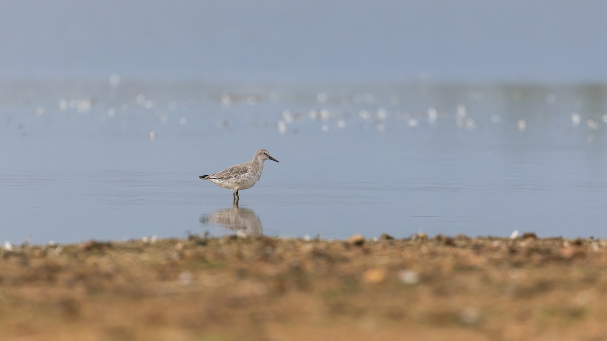 Red Knot - ML484558391