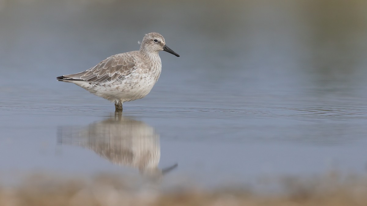 Red Knot - ML484558421