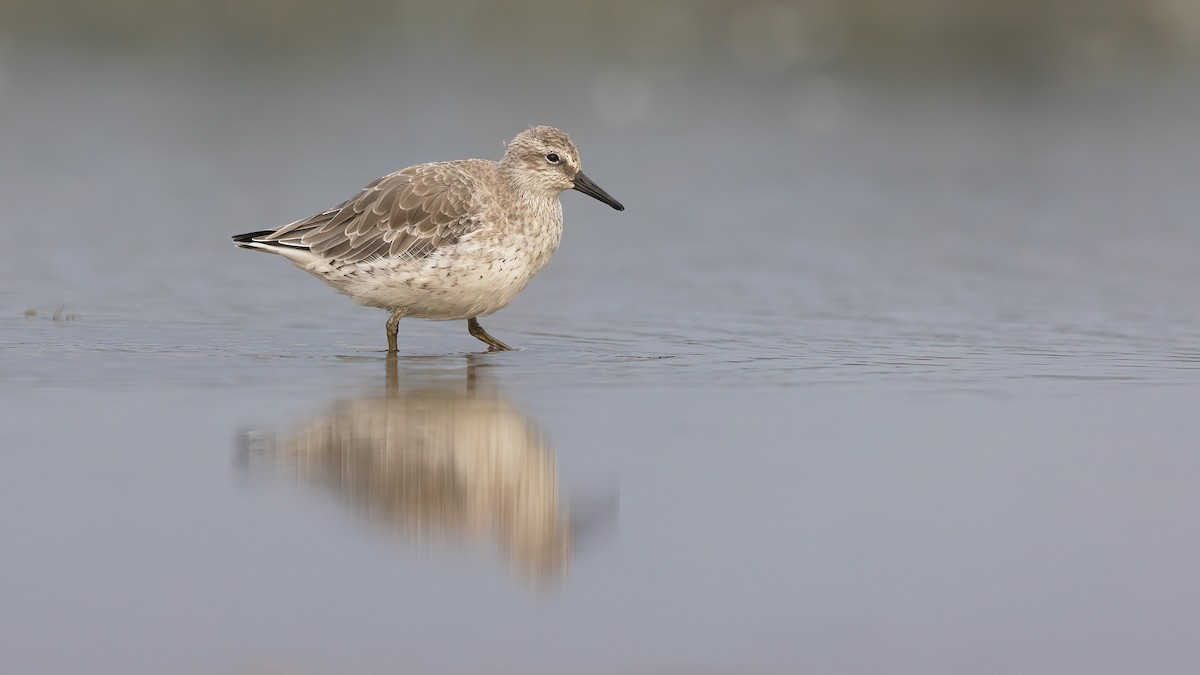 Red Knot - ML484558431
