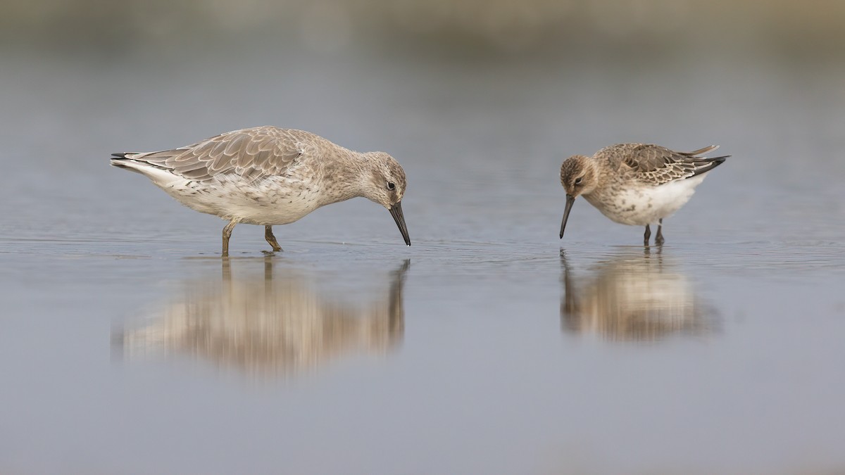 Red Knot - ML484558911