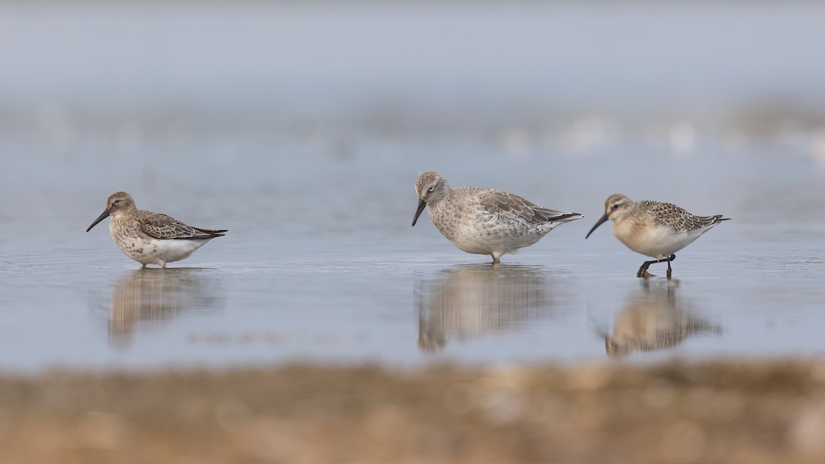 Red Knot - ML484558921