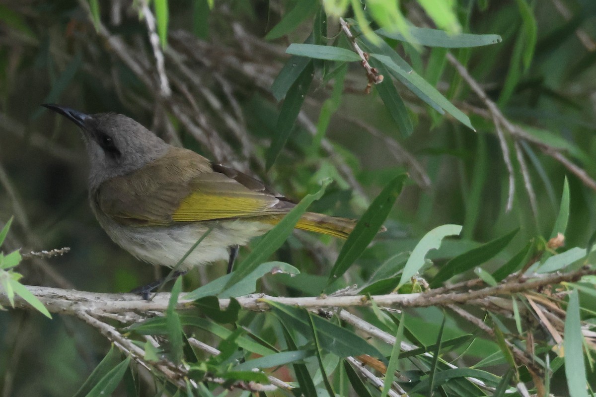 Brown Honeyeater - ML484560661