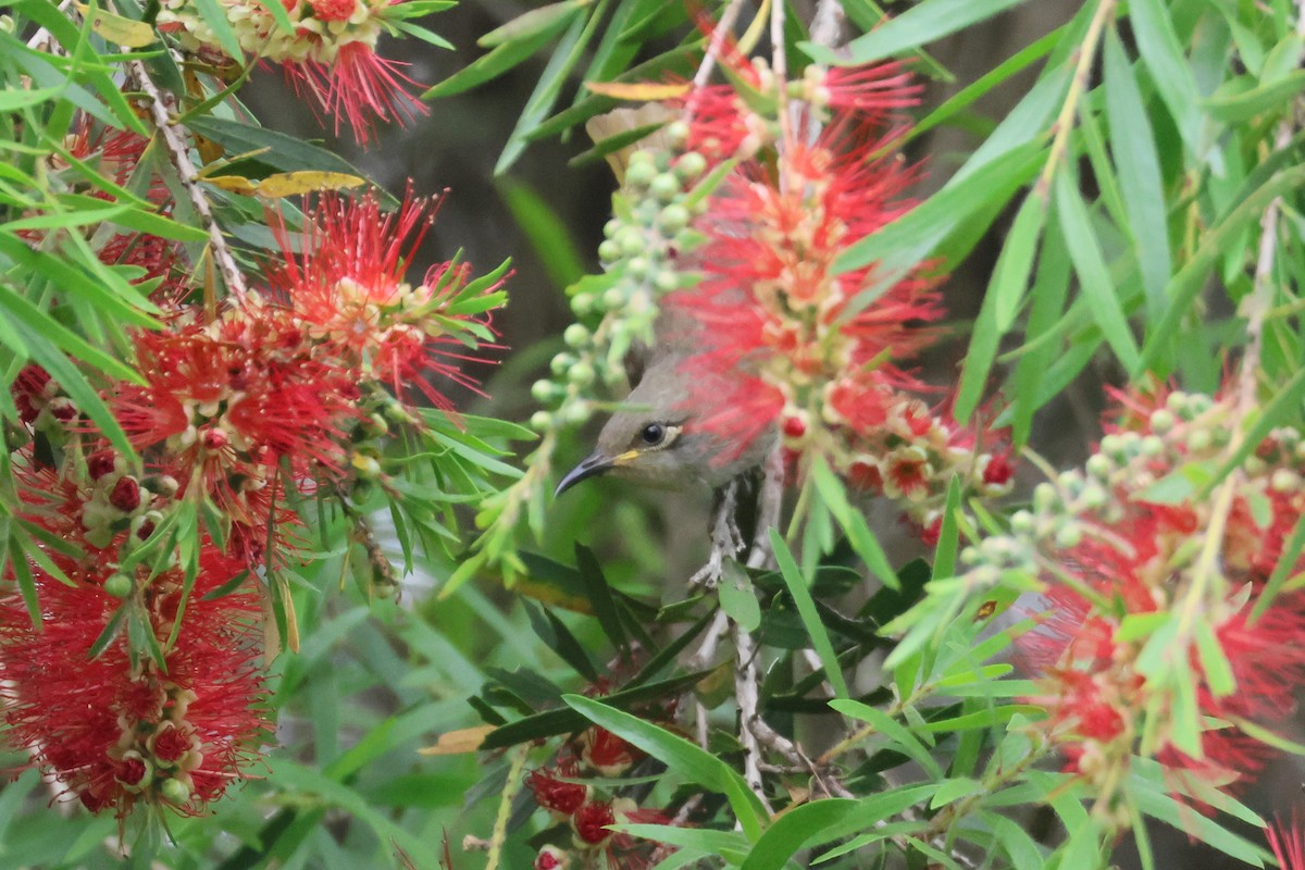 Brown Honeyeater - ML484560671