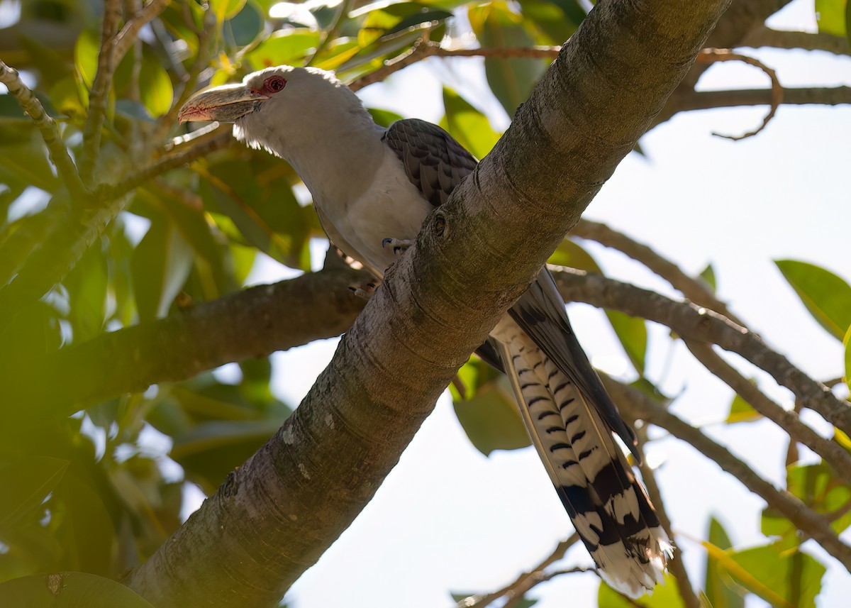 Channel-billed Cuckoo - Graeme Risdon