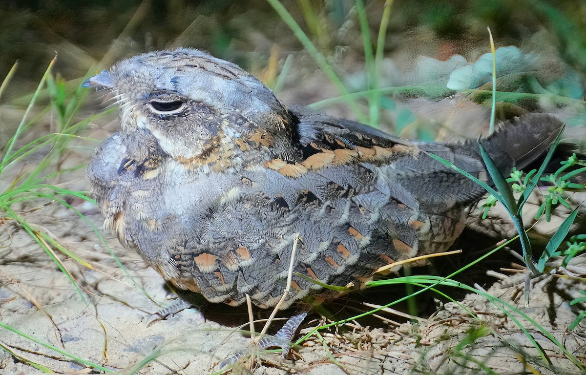 Indian Nightjar - ML484562821