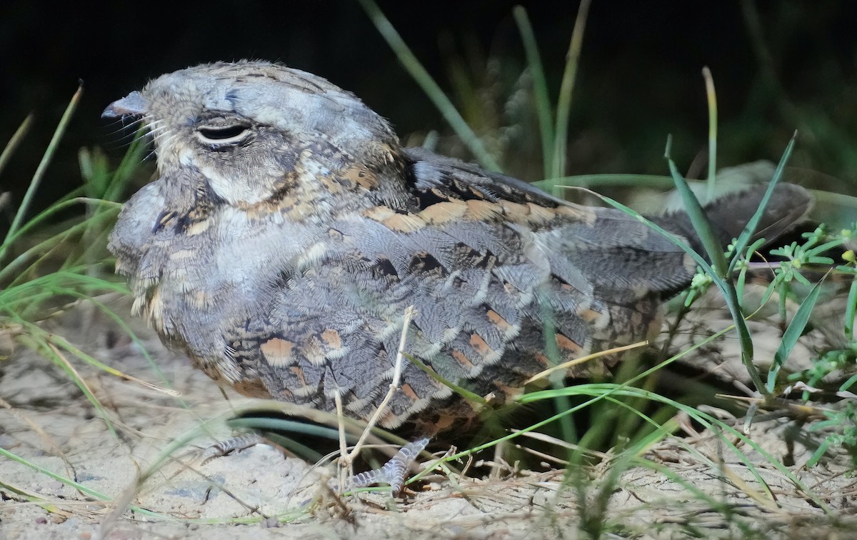 Indian Nightjar - ML484562831