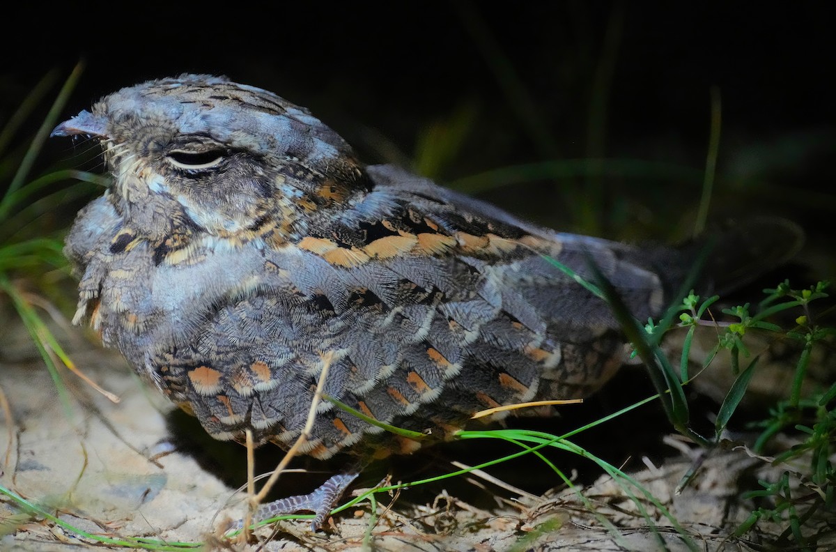 Indian Nightjar - ML484562851