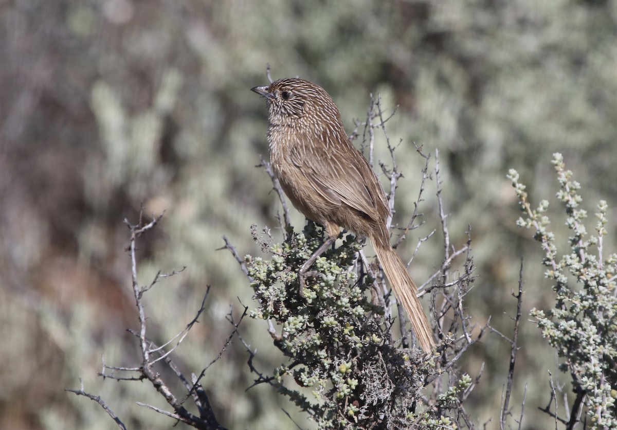 Western Grasswren - ML484563401