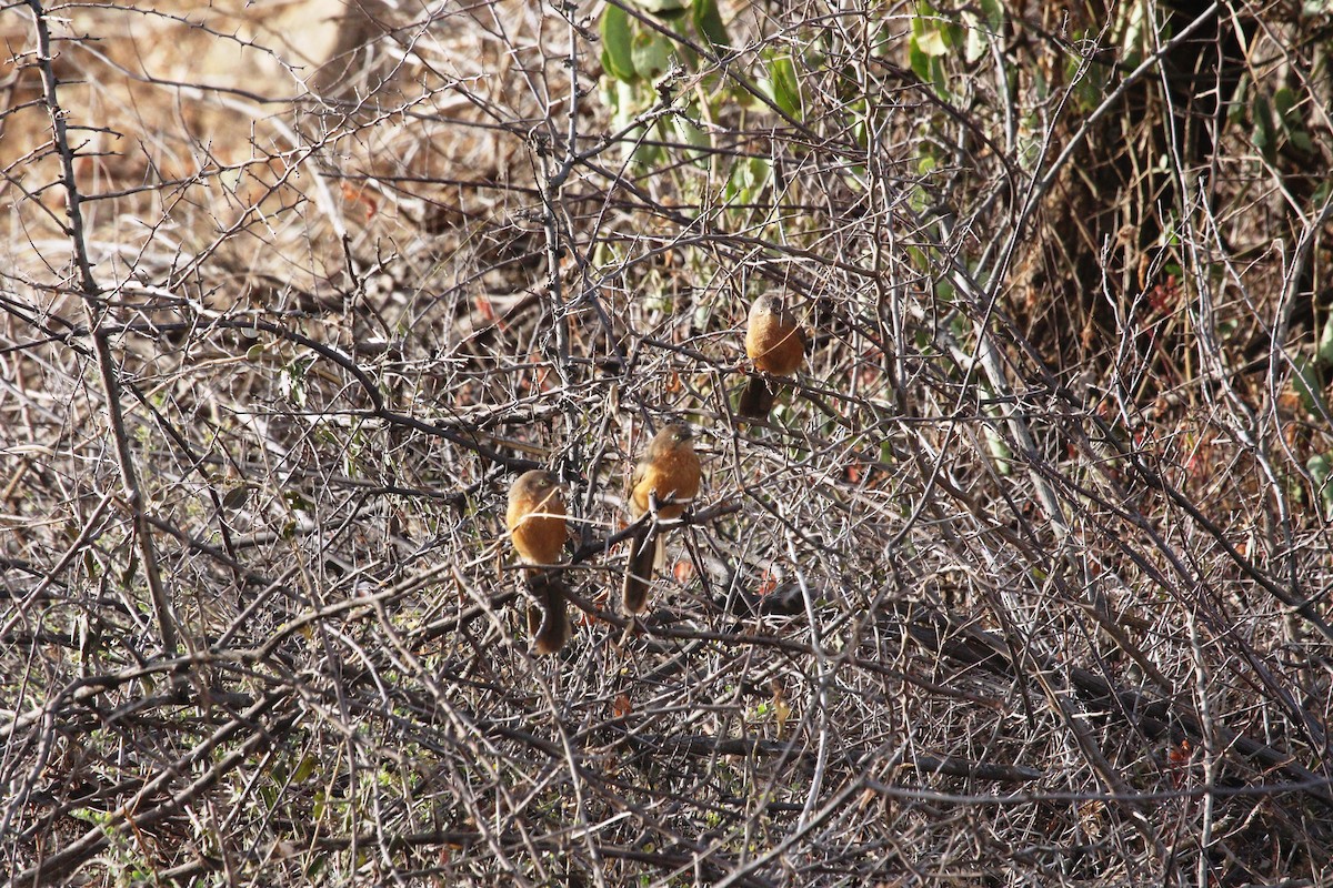 Rufous Chatterer - Victor Ikawa